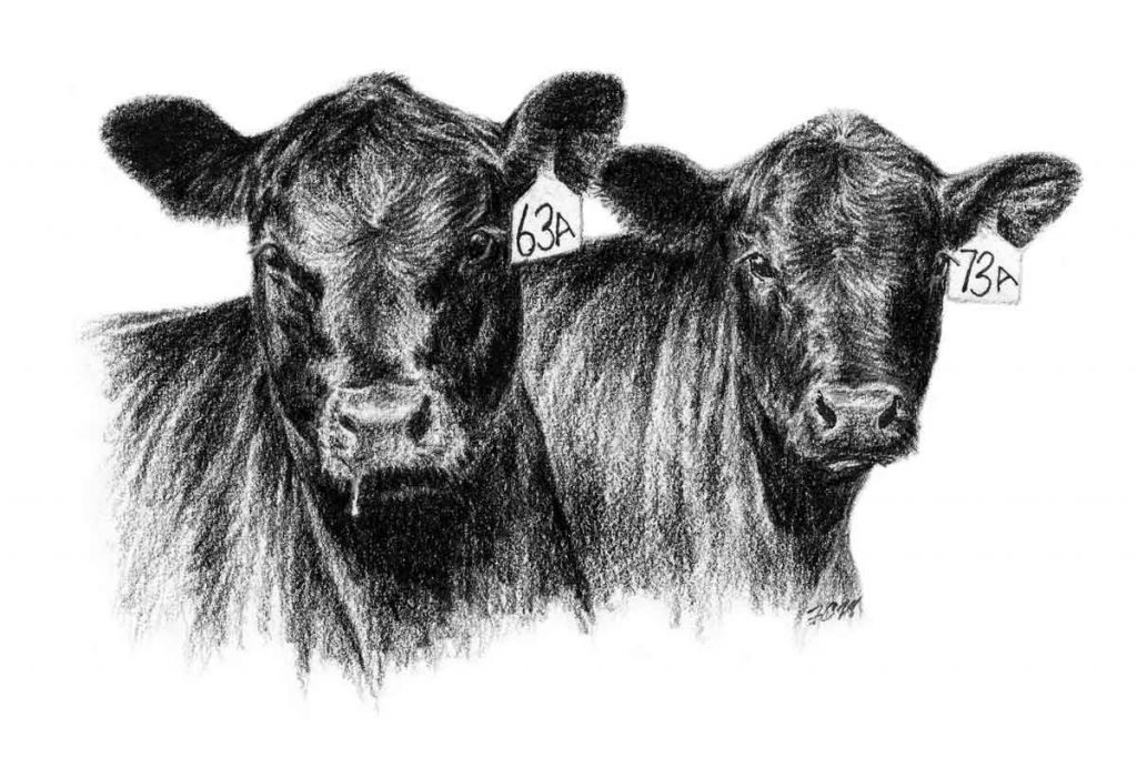 Beef Processing Drawing