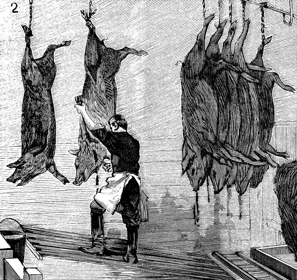 Antique scientific engraving illustration: Butcher Slaughterhouse