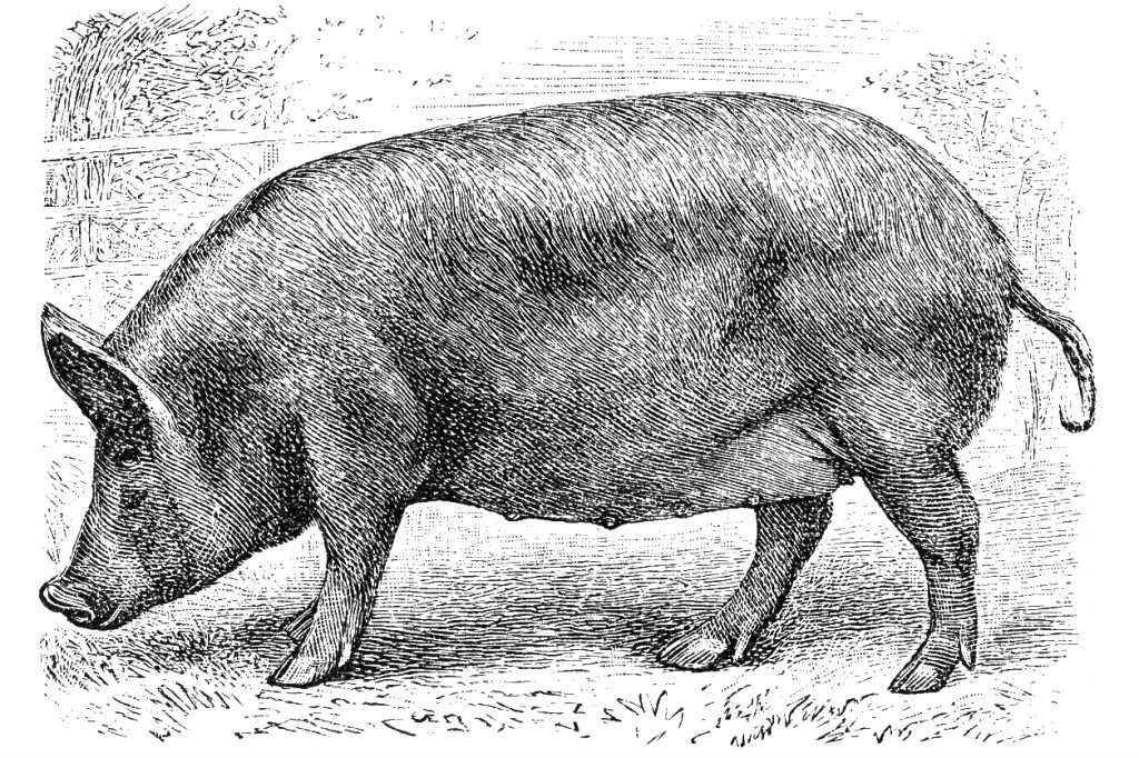 Illustration of a Tamworth pig