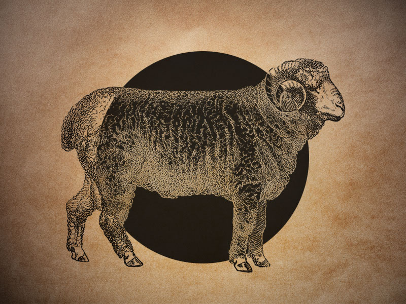 Lamb Art